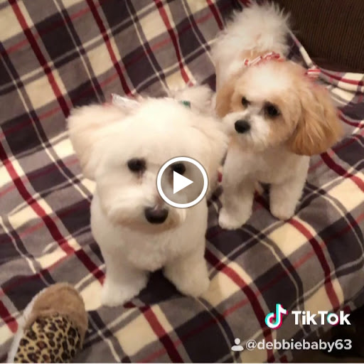 Pet Store «Village Pet Shop», reviews and photos, 701 N Black Horse Pike, Williamstown, NJ 08094, USA