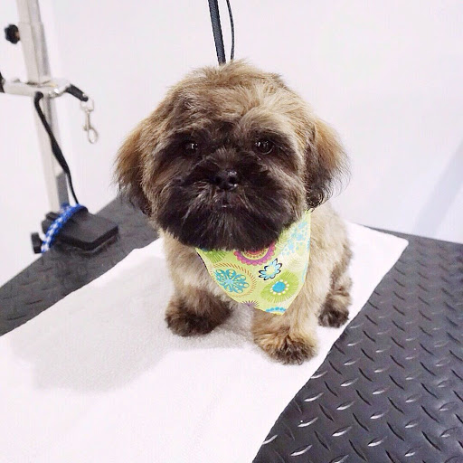 Pet Groomer «Oasis Dog Spa & Shoppe», reviews and photos, 2911 Centre Ave #2, Reading, PA 19605, USA