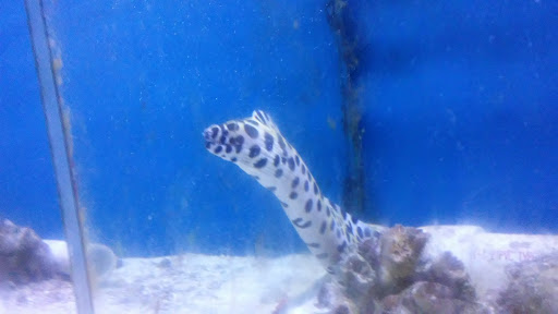 Pet Store «World Wide Pets», reviews and photos, 1307 Fayetteville Rd, Van Buren, AR 72956, USA