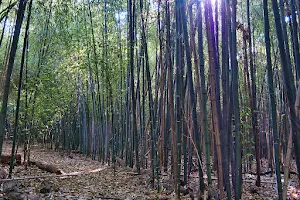 Bamboo Forest Rutgers Gardens image