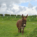 Photo n° 4 de l'avis de Desseaux-Jolly.l fait le 29/04/2023 à 07:54 pour Camping Pré de la Mer à Plonévez-Porzay