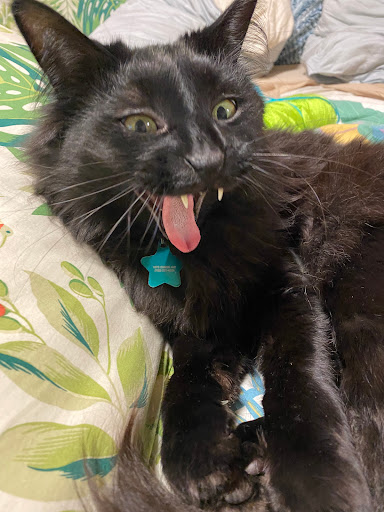 Pet Supply Store «Pet Loft», reviews and photos, 6333 SW Macadam Ave #104, Portland, OR 97239, USA