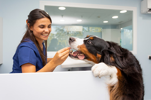 Clínica Veterinaria Vivet Las Rozas en Las Rozas de Madrid