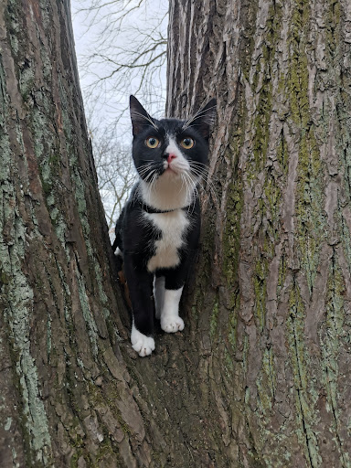 Kleintierpraxis am Großen Garten unter Dresden, Sachsen