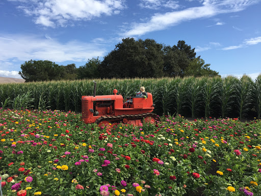 Pumpkin Patch «Spina Farms», reviews and photos, Santa Teresa Blvd, Morgan Hill, CA 95037, USA