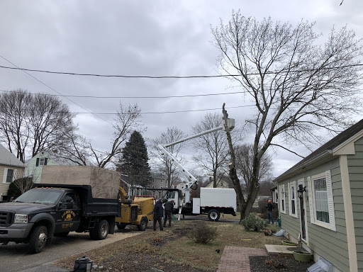 A Cut Above The Best Tree Removal