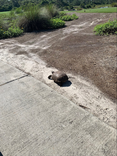 Golf Club «Raptor Bay Golf Club», reviews and photos, 23001 Coconut Point Resort Dr, Estero, FL 33928, USA