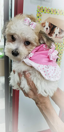 Shopping Mall «Hampton Plaza Shopping Center», reviews and photos, 4033 W Mercury Blvd, Hampton, VA 23666, USA