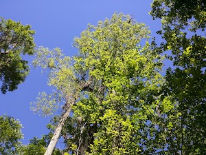 Cross Seminole Trail - Big Tree Park - photo 25