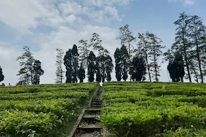 Tea Garden image