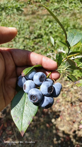 Pokeno Blueberries - Pokeno