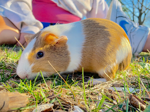 Park «Newbridge Rd Park», reviews and photos, 2600 Newbridge Rd, Bellmore, NY 11710, USA