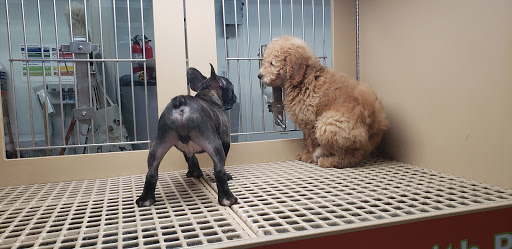 Poodle toy kennels in Dallas