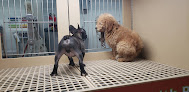 Best Poodle Toy Kennels In Dallas Near You
