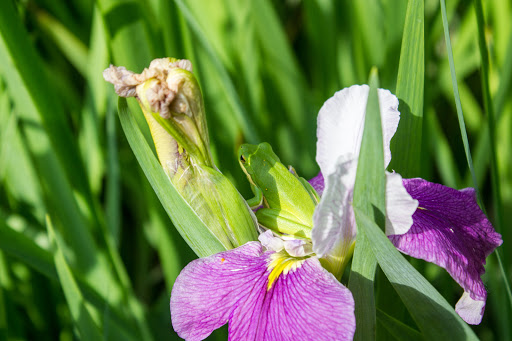 Nature Preserve «Melvin L. Newman Wetlands Center», reviews and photos, 2755 Freeman Rd, Hampton, GA 30228, USA