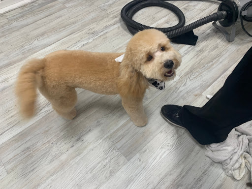 Pet Store «DipidyDawg Gourmet Dog Bakery & Boutique», reviews and photos, 21301 S Tamiami Trail Suite 430, Estero, FL 33928, USA