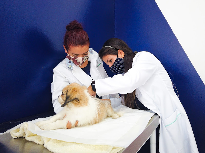 ProntoVet 24 Horas - Clínica Veterinária — O profissional veterinário em São José dos Campos, SP