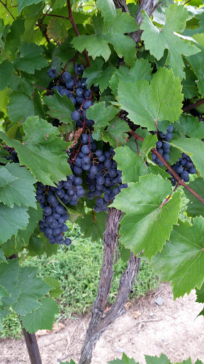 Vineyard «Buckingham Valley Vineyards», reviews and photos, 1521 Durham Rd, Buckingham, PA 18912, USA