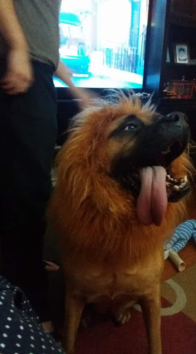 Pet Supply Store «Petco Animal Supplies», reviews and photos, 205 Palm Bay Rd NE #155, West Melbourne, FL 32904, USA