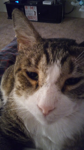 Pet Supply Store «Petco Animal Supplies», reviews and photos, 205 Palm Bay Rd NE #155, West Melbourne, FL 32904, USA