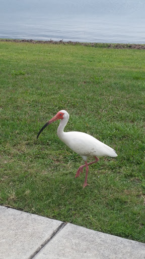 Memorial Park «Veterans Memorial Park», reviews and photos, 250 Shore Dr E, Oldsmar, FL 34677, USA