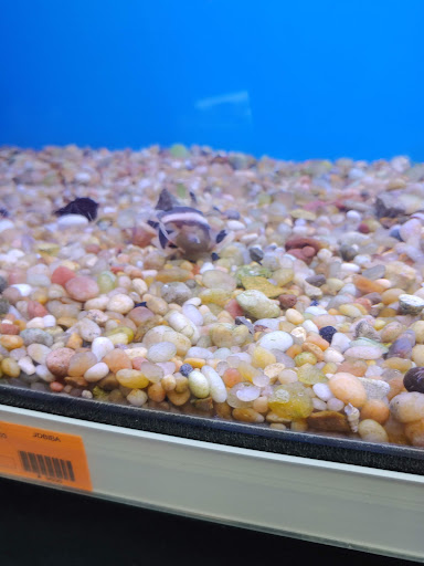 Tropical Fish Store «Richmond Aquarium», reviews and photos, 3645 Speeks Dr, Midlothian, VA 23112, USA