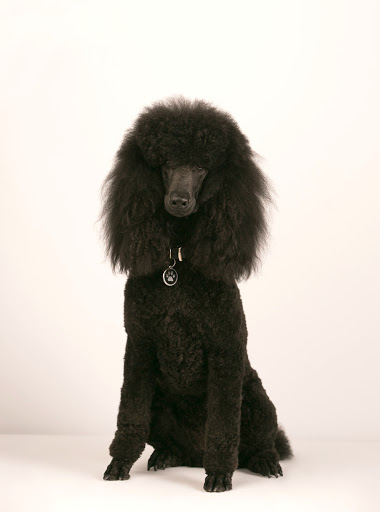 Pet Supply Store «Grand Lake All About Pets», reviews and photos, 3335 Grand Ave, Oakland, CA 94610, USA