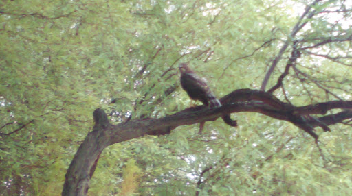 Park «Pueblo Park», reviews and photos, Peublo Vista Dr, Las Vegas, NV 89128, USA