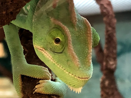 Pet Supply Store «Petco Animal Supplies», reviews and photos, 1815 Newport Blvd b, Costa Mesa, CA 92627, USA