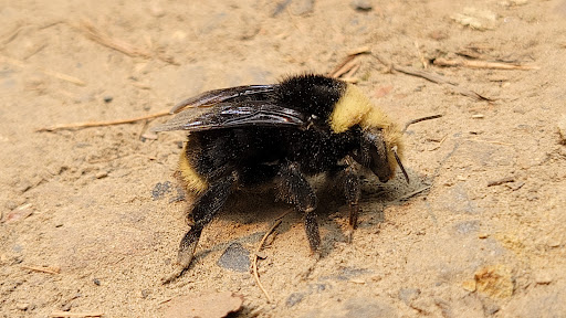 Non-Profit Organization «Audubon Society of Portland», reviews and photos, 5151 NW Cornell Rd, Portland, OR 97210, USA