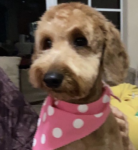 Boutique «Fetching Canine Grooming and Boutique», reviews and photos, 1490 W State Rd 434, Longwood, FL 32750, USA