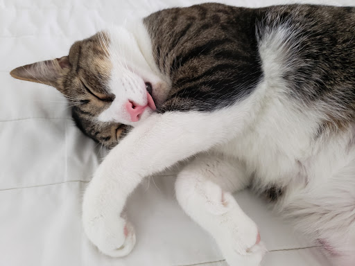 Pet Supply Store «Pet Supplies Plus», reviews and photos, 4923 Sheridan St, Hollywood, FL 33021, USA