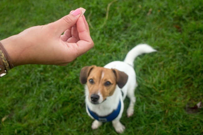 Reviews of Surrey and South London Dog Training and Behaviour in Woking - Dog trainer