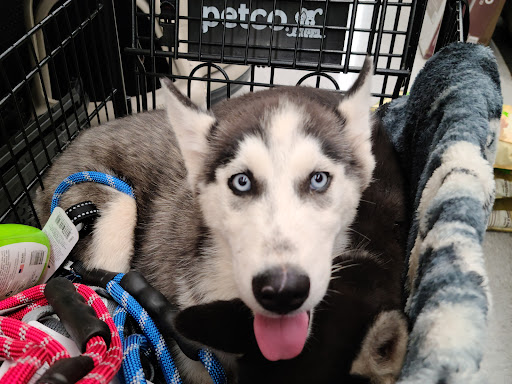 Pet Supply Store «Petco Animal Supplies», reviews and photos, 3835 Phoenix Ave, Fort Smith, AR 72903, USA