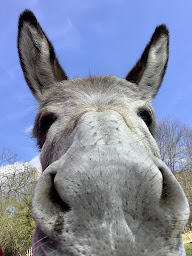 Photo n°3 de La ferme de Cancabirol à Mazamet ()