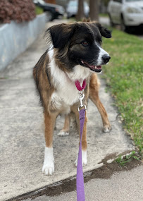 Katie's Pet Pals - Photo 4 - Car repair in , Dallas