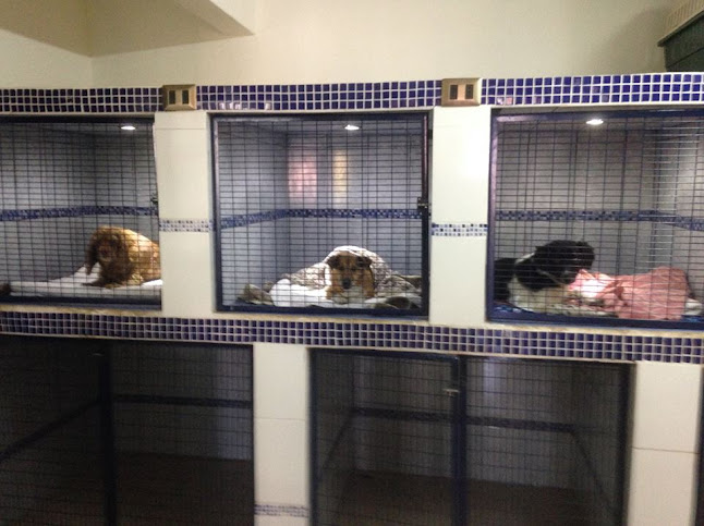 Clínica Veterinaria Centenario - Veterinario