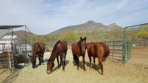 Horseback Riding Service «Spur Cross Stables», reviews and photos, 44029 N Spur Cross Rd, Cave Creek, AZ 85331, USA