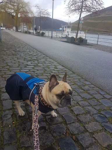 Veterinary practice Romy Tayler unter Bingen, Rheinland-Pfalz