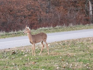 Thousand Hills State Park - photo 3
