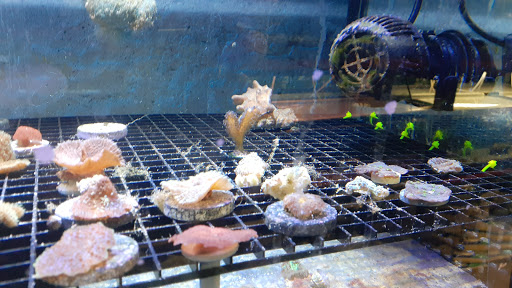Tropical Fish Store «Waterbury Aquarium», reviews and photos, 406 Watertown Ave, Waterbury, CT 06708, USA