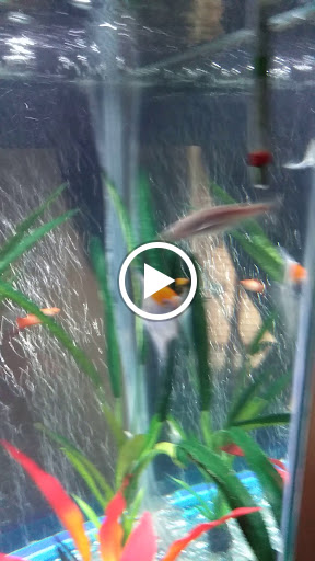 Pet Store «Fish R Us», reviews and photos, 10855 TX-242, Conroe, TX 77385, USA