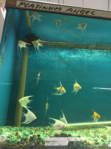 Gift Shop «Asia Gifts & Aquarium», reviews and photos, 763 S 38th St, Tacoma, WA 98418, USA