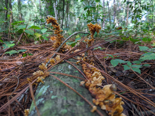 Park «Sanlando Park», reviews and photos, 401 W Highland St, Altamonte Springs, FL 32714, USA