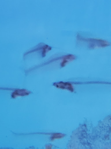 Pet Store «Pet World Ltd», reviews and photos, 14501 Warwick Blvd, Newport News, VA 23608, USA