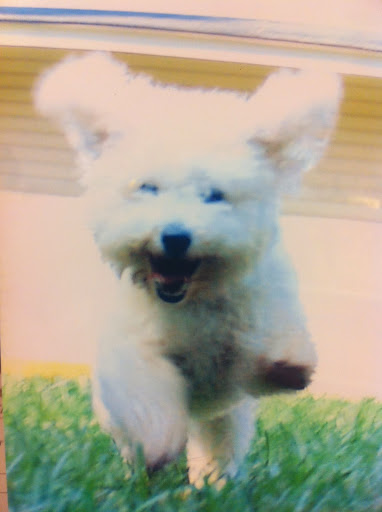 Pet Boarding Service «About Pets Center», reviews and photos, 1604 Conehurst Blvd, Salem, VA 24153, USA