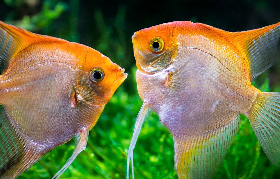 Austin Aquarium Fish - Angelfish
