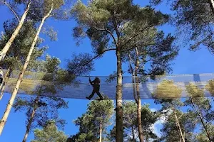 Go Ape Moors Valley image