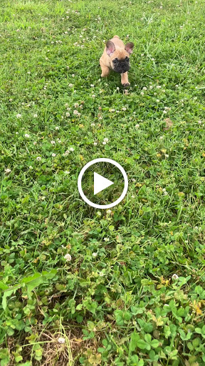 Pet Store «PV Pets», reviews and photos, 233 S Broadway, Pennsville, NJ 08070, USA