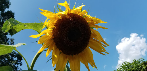 Museum «Nassau County Museum of Art», reviews and photos, 1 Museum Dr, Roslyn, NY 11576, USA